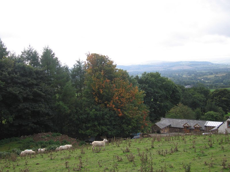 on the hills behind the house (look at all the cute sheep)
