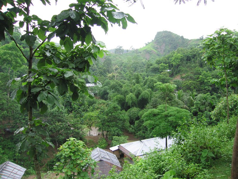 huts built on the hill slopes, nestled among the trees
