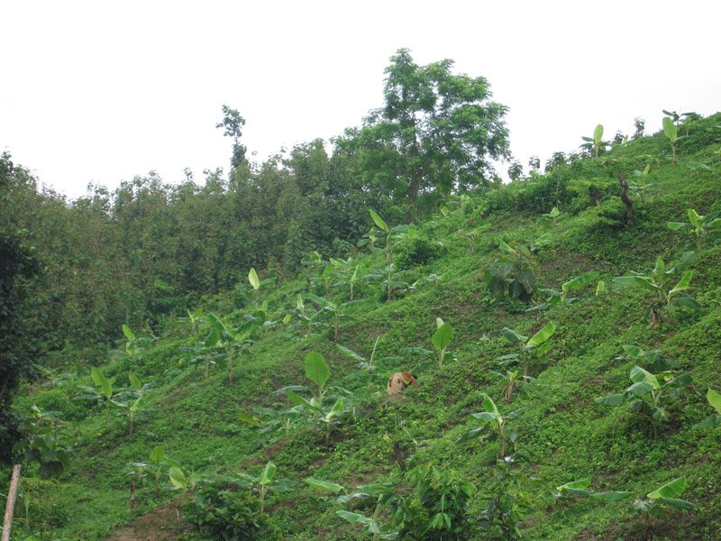 woman working in a field on a steep hillside
