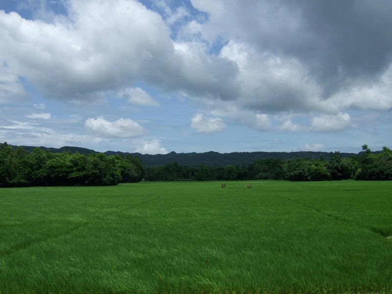 driving to Chittagong from Dhaka.  this is the countryside along the way.  rice paddies.  everything is so green in the monsoon season.

