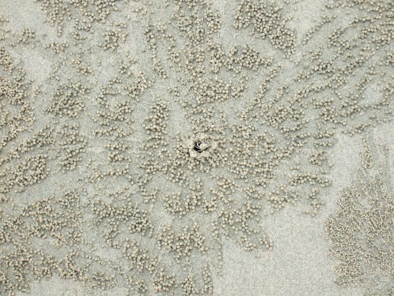 you can see the crab at the center of the pattern. they run out, scoop up sand into little balls and place them into rows... filtering the sand for food i assume.

