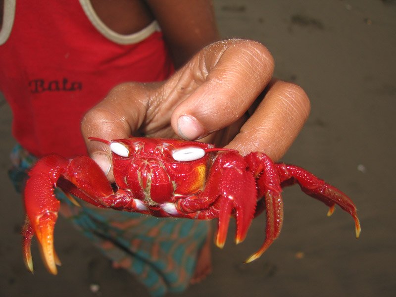 close up of the crab, it was a very striking looking animal.
