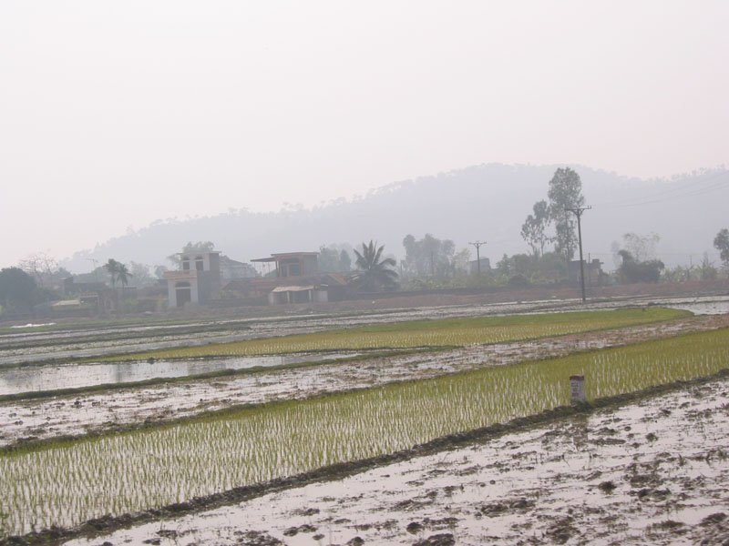 rice fields
