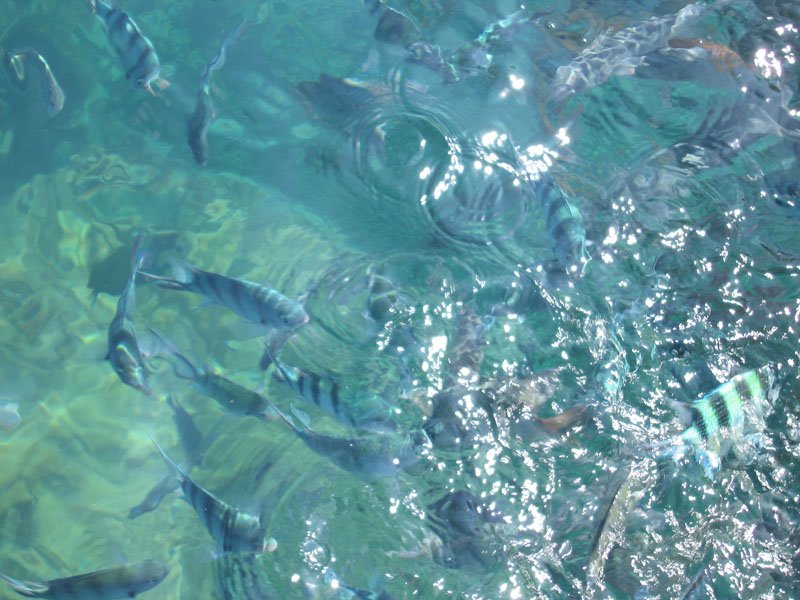the fish in a frenzy after being thrown bread
