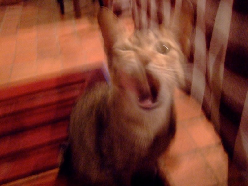 2006_1202_205304AA.JPG