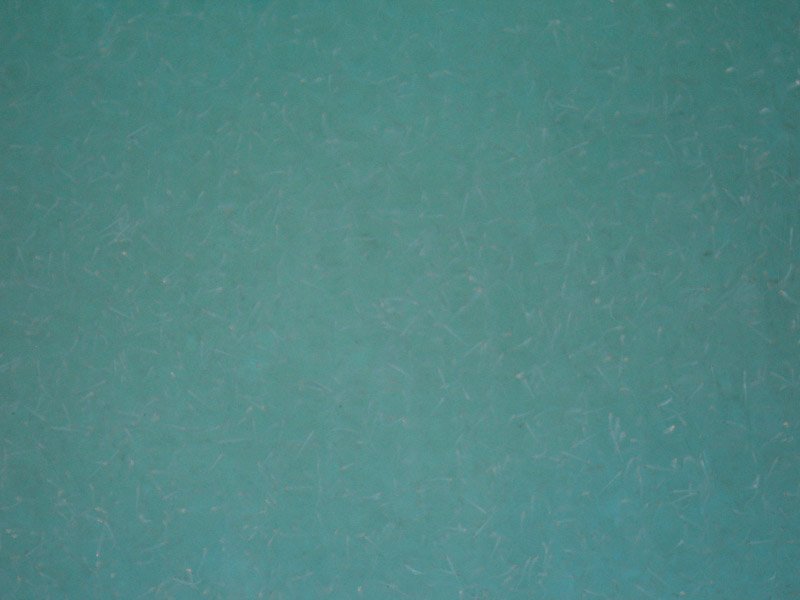 these are 36 hours old shrimp hatchlings in the tank.  if you look closely at the blue water, they're the thousands of the little white things.
