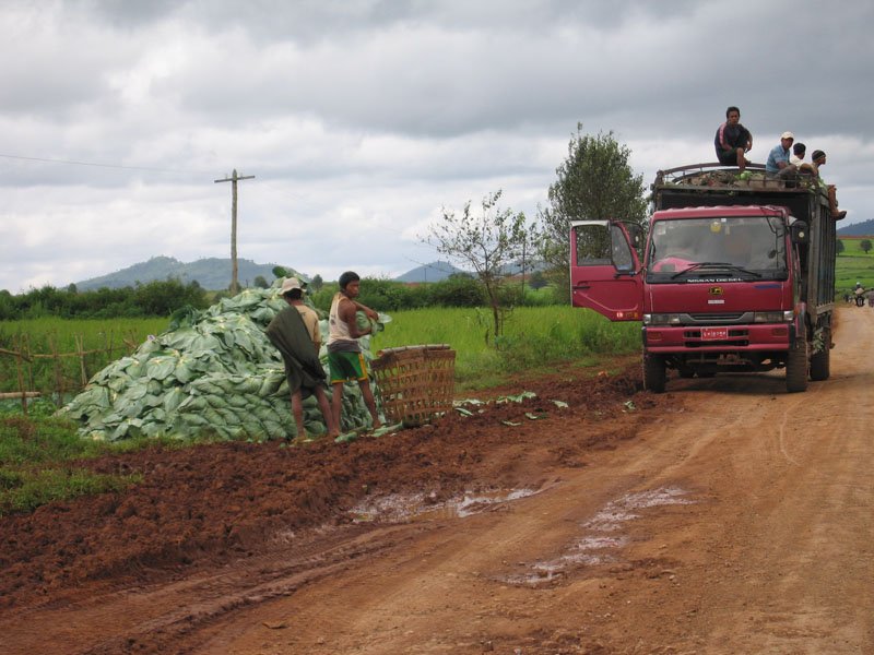 loading cabbage
