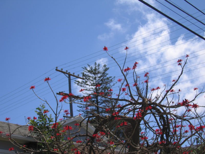 not sure what these trees are called, but they reminded me of kenya.
