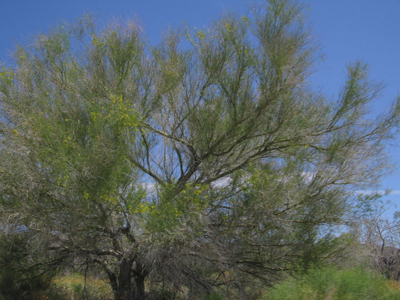in Joshua Tree park
