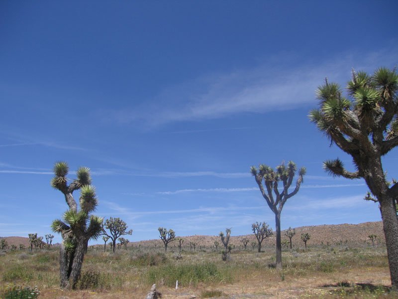 joshua tree forest
