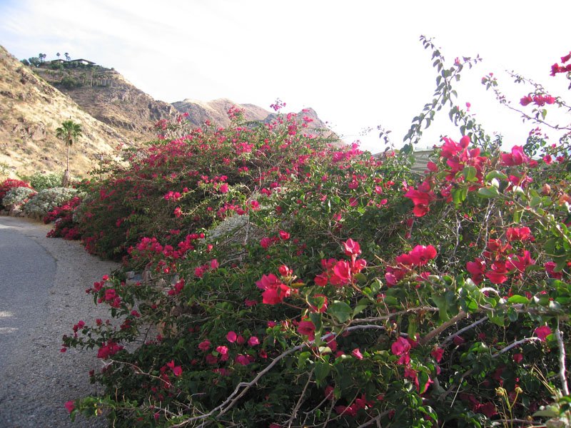 bougainvillea! reminded me of home

