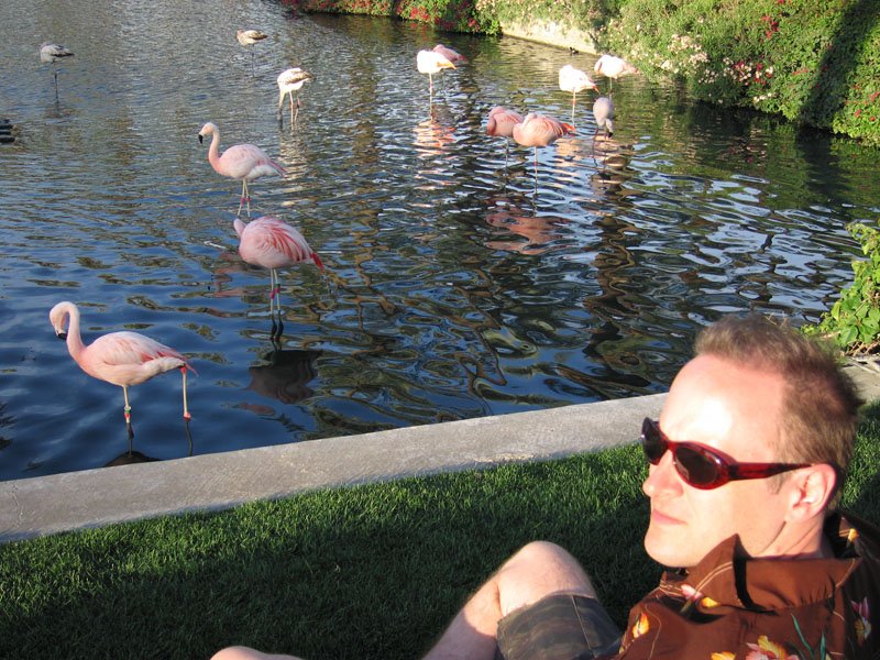 relaxing on the grass in the afternoon sun, enjoying the flamingoes & the ducks
