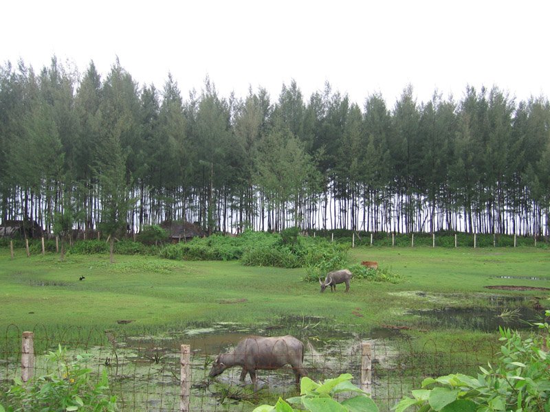 water buffalo grazing. on sunny days you can see them sunk in pools of water with only their heads sticking out - they love water
