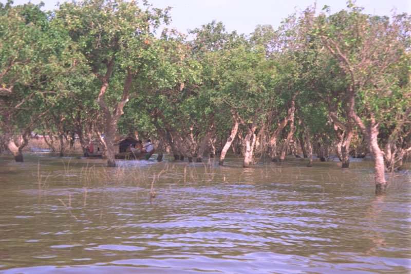 a mangrove forest in the lake
