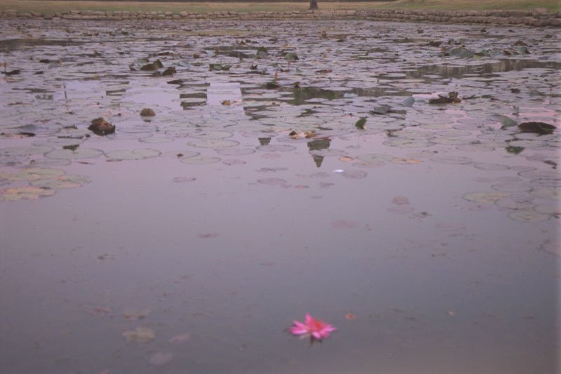 water lily in the pond by Angkor Wat
