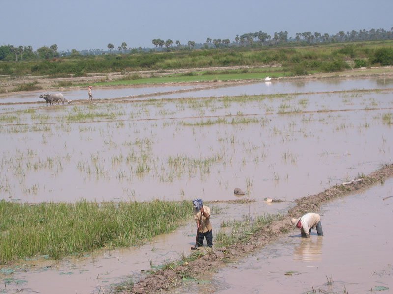rice paddies outside Siem Reap
