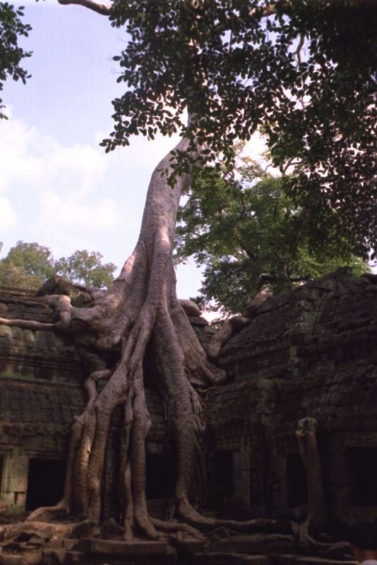 look at the massive roots of this tree growing all over one of the buildings at Ta Prohm
