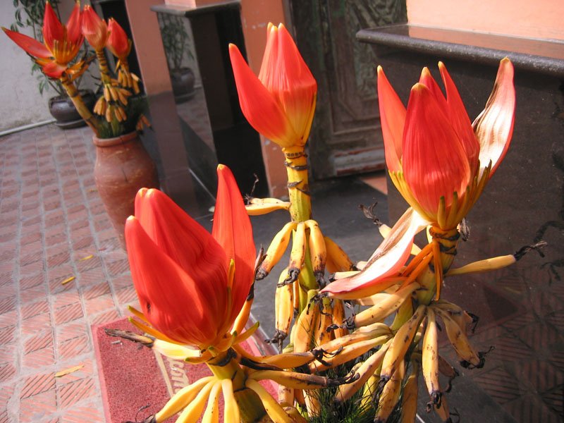 banana flowers (and bananas)
